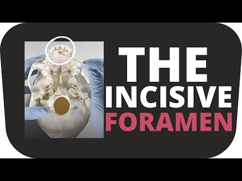 Reviewing The Anatomy of The Incisive Foramen