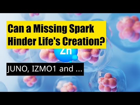 Zinc Sparks the Microscopic Tango of Life: A Fertilization Breakthrough