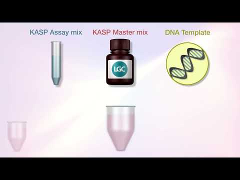 KASP Genotyping Chemistry Explained  The KASP reaction