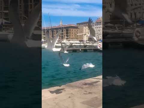 #soul #love #song #dance #music #live #amor #beach #birds