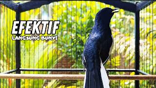 Download lagu PANCINGAN KACER TERBAIK bikin Semua Jenis Kacer LANGSUNG KONSLET, Terapi Kacer Agar GACOR NGEPLONG mp3