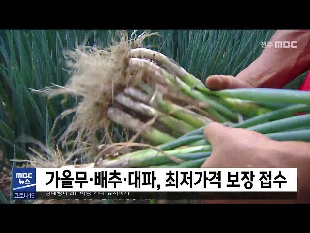 가을무·배추·대파, 최저가격 보장 접수