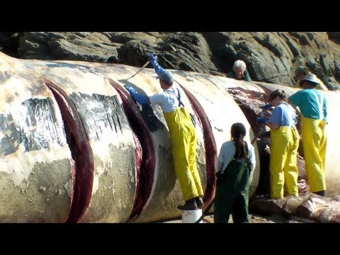 You Won’t Believe What Was Found Inside This Fish Stomach When It Was Cut Open