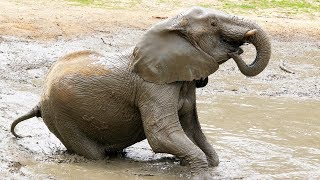 Letting Elephants be Elephants at the Dallas Zoo
