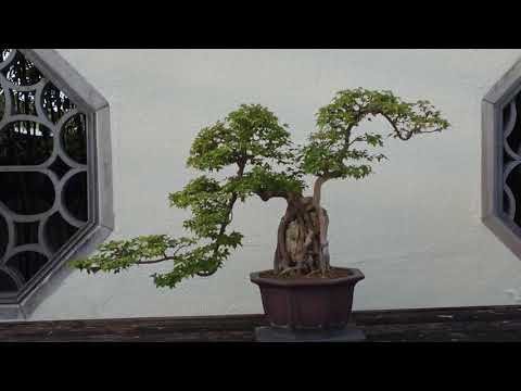 Virtual Tour of the National Bonsai & Penjing Museum w Michael James at the U.S. National Arboretum