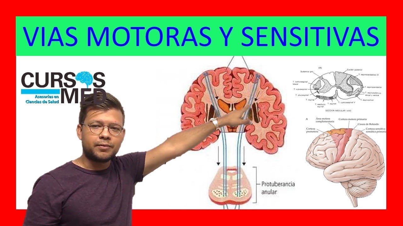VÍAS SENSITIVAS Y VIAS MOTORAS.  ✅