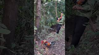 Download lagu gà rừng mái gọi trống phi nhanh nhất không thể chậm.poj qaib qus xeev lau tuaj zoo tiag tiag mp3 Download lagu gà rừng mái gọi trống phi nhanh nhất không thể chậm.poj qaib qus xeev lau tuaj zoo tiag tiag mp3