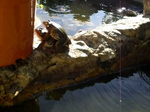 grenouilles en accouplement