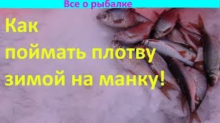 Ловля плотвы зимой на манку