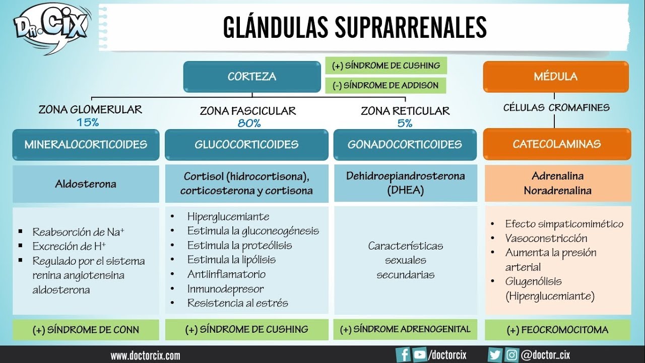 GLÁNDULAS SUPRARRENALES || Morfofisiología
