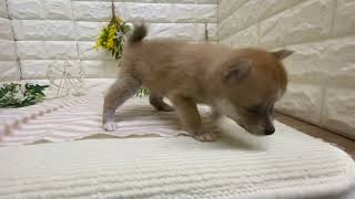 ハーフ犬の動画01