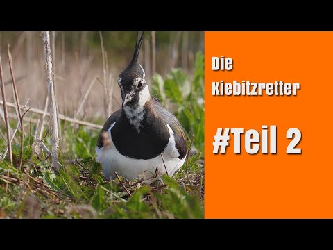 DIE KIEBITZ-RETTER | # Teil 2 | Kiebitzprojekt Rheinland-Pfalz 2022 | Beobachtungen Naturbrut