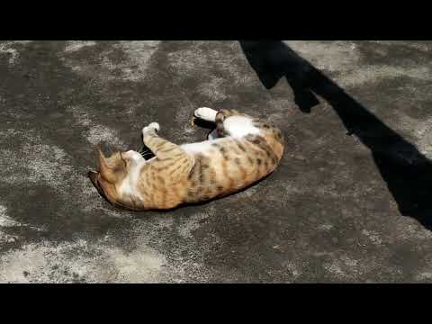 Kittu ki shetaniya (3)