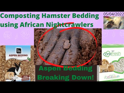 Compost Hamster Bedding with ANCs - Aspen Shavings Breaking Down! 05/04/2022