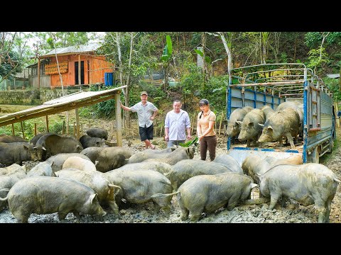 Full Video 366 Day Of Sell Pig 100Kg Each, Sell Chickens, Sell Ducks, Sell Fish | Free Buscraft