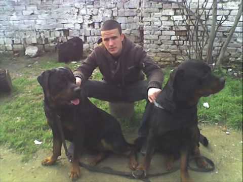 gucci ft inwbot--tt.wmv