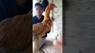 Download lagu female pelung chicken for sale mp3
