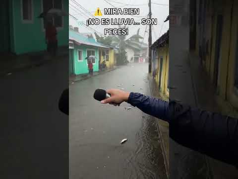 “Última hora: ¡Están lloviendo peces en Ponedera, Atlántico! 😨”
