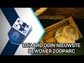 Luiaard Odin nieuwste bewoner ZooParc Overloon - 10 augustus 2020 - Peel en Maas TV Venray