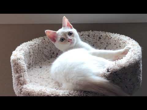 Introducing Lily - Our Rambunctious Flame Point Siamese Kitten