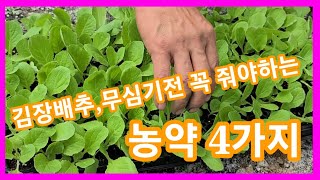 김장배추,무 심기전 꼭줘야 하는 4가지 농약 ~김장배추,무심는시기,재배방법,파종시기,김장배추밭 만들기 뿌리혹…