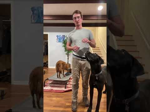 Tristan Gibson Dog Training video.