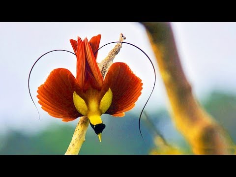 Amazing Birds Of Paradise : Best Documentary Of All Time