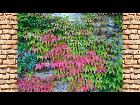 Repkény vadszőlő (Parthenocissus tricuspidata 'Veichii') - videó képekben