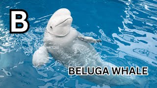 Arctic Alphabet Tunes: ABC Song with Arctic Animals for New Learners gameplay video by Mgraves, 1:20 duration