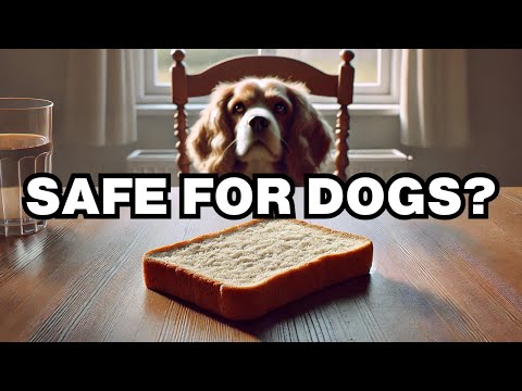 Can Dogs Eat Bread Crust? Explained