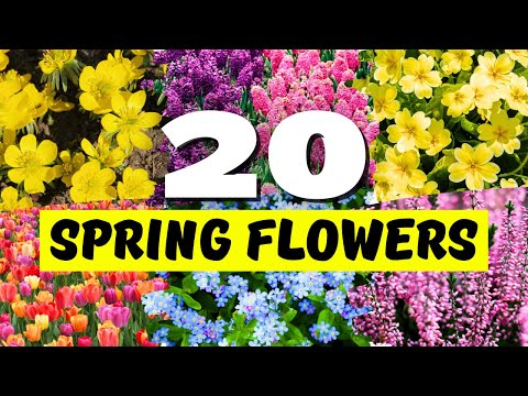 The 20 Best Spring Flowers for a Colorful, Blooming Yard