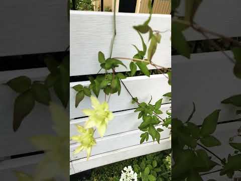 園芸 白蔓クレマチス、ヘッジクレマチス、ベガーハーブ