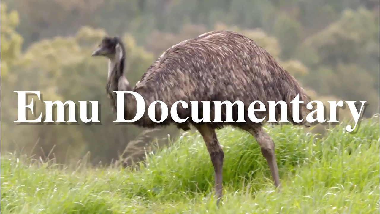 The  9  Best Documentaries About Emus
