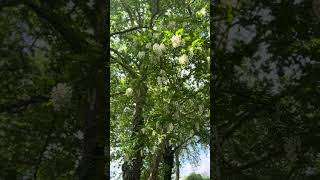 フランスの散歩道はお花の香りでいっぱいです🌼🍀#france