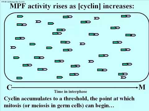 344 Cell Cycle Regulation by Cyclin and Cyclin-Dependent Kinase (cdk) Checkpoints