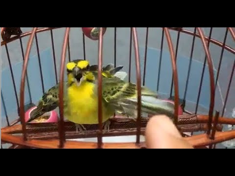 Kanárik žltobruchý (Crithagra flaviventris) — starostlivosť, voliéra a kŕmenie