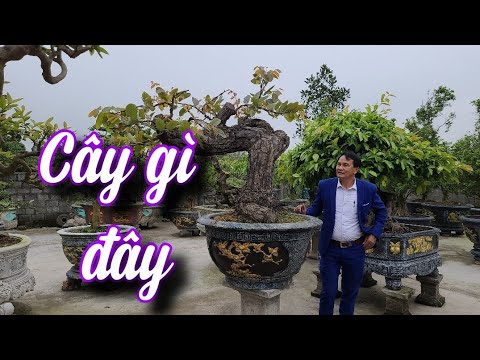 SH.5961. Các bác biết cây này là cây gì không? Đth liên hệ Đặng Văn Nghiên 0973.833.468.