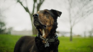 BMCC6K Full Frame Short Film - "Moose"