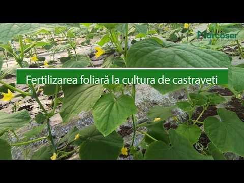 , title : '🥒 Fertilizarea foliară la cultura de castraveți - Ferma Marcoser'