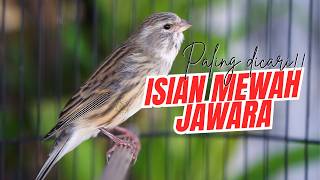 Download lagu ISIAN MEWAH JAWARA LOMBA paling POPULER! MASTERAN KENARI ISIAN BLACKTHROAT GACOR BIKIN JUARA mp3
