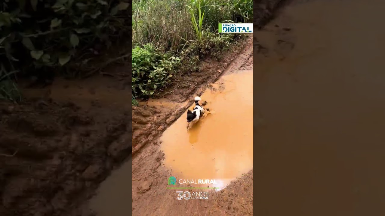 Cachorrinha vive o "modo raiz" pela primeira vez