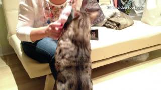 QVC's Video of Pushka with Pet Angel