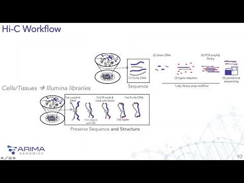 Arima-HiC: A simple and robust Hi-C workflow