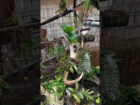 蘭に木炭や木灰を加えますか？その理由は次のとおりです。  庭園