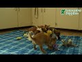 Chihuahua dogs for sale: Pepper - Video 1