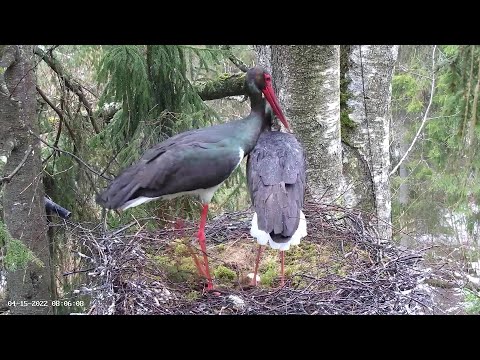 Must-toonekurg2~Jan returns with fluff! They mate~8:04 AM 2022/04/15