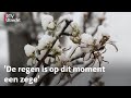 Fruittelers blij met de regen na droogte: 'maar het moet niet te hard gaan'| RTV Utrecht