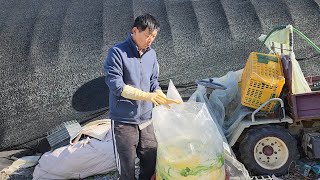 김장배추 쉽게 절이는 방법