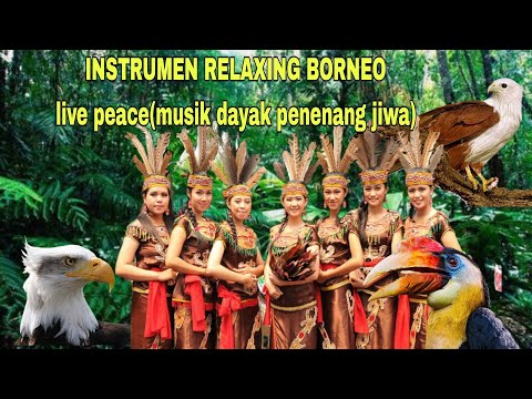 MUSIK RELAKSASI DAYAK INSTRUMEN SUARA ALAM PENENANG,LIVE PEACE INSTRUMENTAL BORNEO.