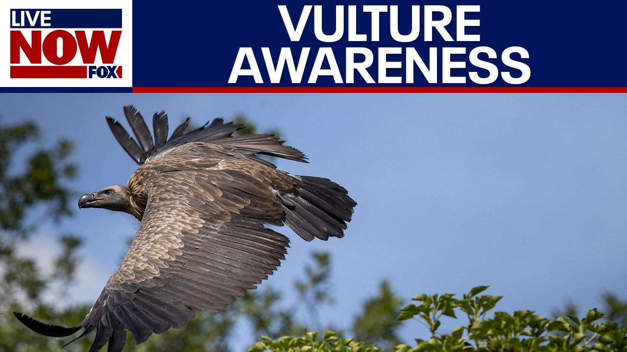 International vulture awareness day